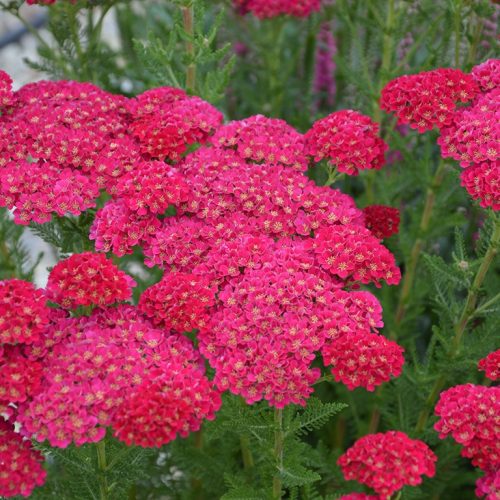 Közönséges cickafark – Achillea millefolium ‘Tutti Frutti Pomegranate’