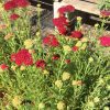 Közönséges cickafark – Achillea millefolium ‘Tutti Frutti Pomegranate’