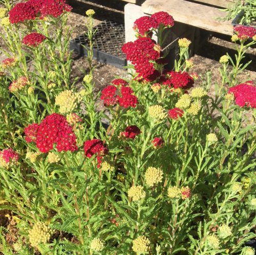 Közönséges cickafark – Achillea millefolium ‘Tutti Frutti Pomegranate’