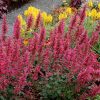 Izsópfű - Agastache ‘Morello’ 