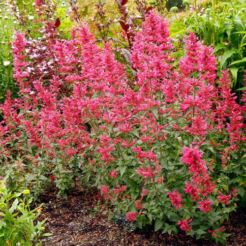 Izsópfű - Agastache ‘Morello’ 