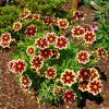 Menyecskeszem - Coreopsis grandiflora 'Solar Fancy' 