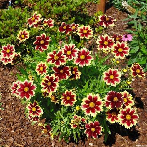 Menyecskeszem - Coreopsis grandiflora 'Solar Fancy' 