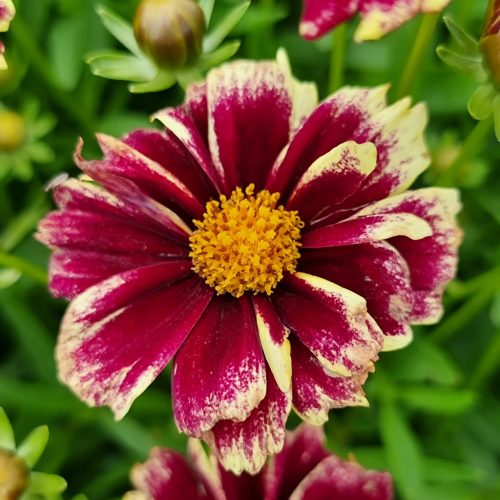 Menyecskeszem - Coreopsis grandiflora 'Solar Fancy' 