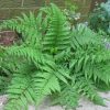 Hölgypáfrány - Athyrium filix-femina