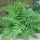 Hölgypáfrány - Athyrium filix-femina