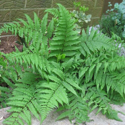 Hölgypáfrány - Athyrium filix-femina
