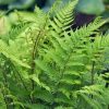 Hölgypáfrány - Athyrium filix-femina