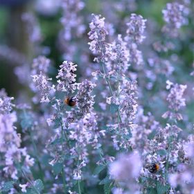   Mirigyes pereszlény - Calamintha nepeta 'Blue Cloud Strain'