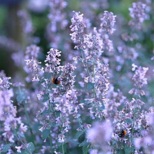 Mirigyes pereszlény - Calamintha nepeta 'Blue Cloud Strain'