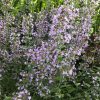 Mirigyes pereszlény - Calamintha nepeta 'Blue Cloud Strain'