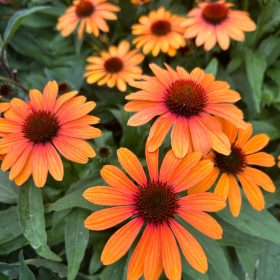 Kasvirág - Echinacea 'SunSeekers Clementine'