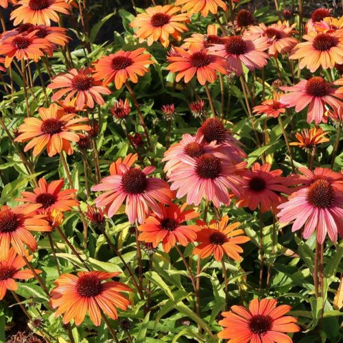 Kasvirág - Echinacea 'SunSeekers Clementine'