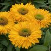 Kasvirág – Echinacea 'SunSeekers Golden Sun'