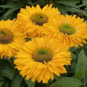 Kasvirág – Echinacea 'SunSeekers Golden Sun'