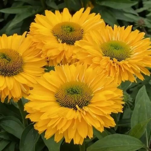 Kasvirág – Echinacea 'SunSeekers Golden Sun'