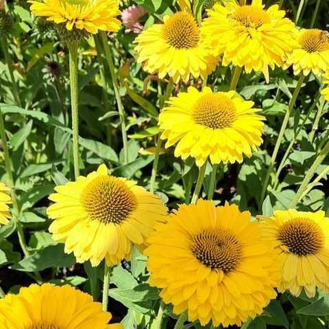 Kasvirág – Echinacea 'SunSeekers Golden Sun'