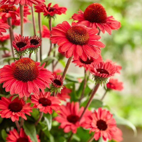 Kasvirág - Echinacea ‘Sunseekers  Scarlet’ 