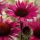 Kasvirág - Echinacea ‘Fatal Attraction