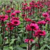 Kasvirág - Echinacea ‘Fatal Attraction