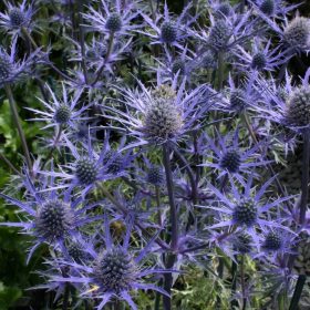 Kék iringó- Eryngium 'Lapis Blue' 