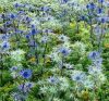 Kék iringó- Eryngium 'Lapis Blue' 