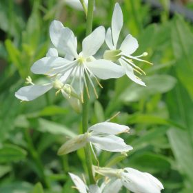   Évelő díszgyertya -  Gaura lindheimeri 'Snowbird' 