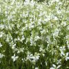 Évelő díszgyertya -  Gaura lindheimeri 'Snowbird' 