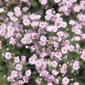   Boglyos fátyolvirág - Gypsophila paniculata ‘Festival Pink Lady’