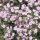 Boglyos fátyolvirág - Gypsophila paniculata ‘Festival Pink Lady’