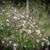 Boglyos fátyolvirág - Gypsophila paniculata ‘Festival Pink Lady’