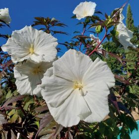   Mályvacserje - Hibiscus moscheutos 'Carousel Ghost'