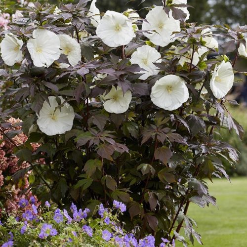 Mályvacserje - Hibiscus moscheutos 'Carousel Ghost'