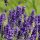 Levendula -Lavandula angustifolia ‘Hidcote’