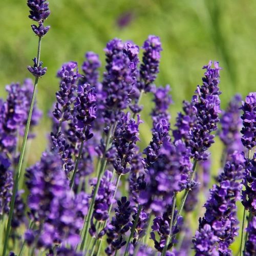 Levendula -Lavandula angustifolia ‘Hidcote’