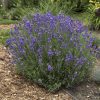 Levendula -Lavandula angustifolia ‘Hidcote’