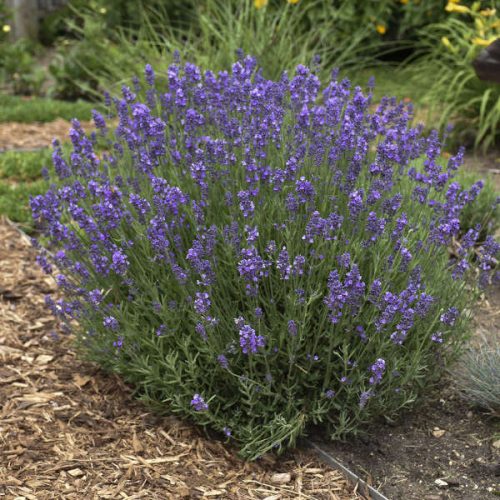 Levendula -Lavandula angustifolia ‘Hidcote’