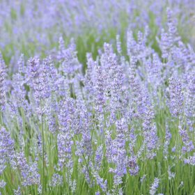 Levendula - Lavandula x intermedia 'Grappenhall' 