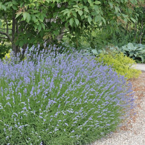 Levendula - Lavandula x intermedia 'Grappenhall' 