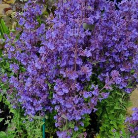 Macskamenta - Nepeta x faassenii 'Kit Cat' 