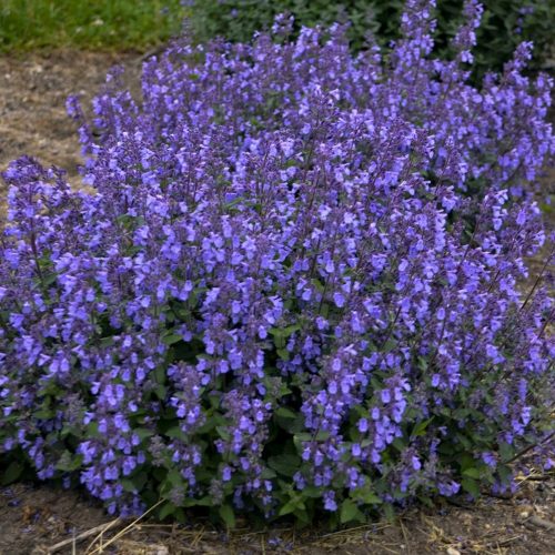 Macskamenta - Nepeta x faassenii 'Kit Cat' 