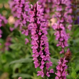 Ligeti zsálya - Salvia nemorosa 'Pink Paradise' 