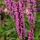 Ligeti zsálya - Salvia nemorosa 'Pink Paradise' 
