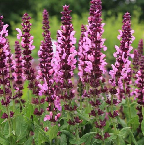 Ligeti zsálya - Salvia nemorosa 'Pink Paradise' 