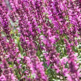 Ligeti zsálya - Salvia nemorosa 'Royal Magenta' 