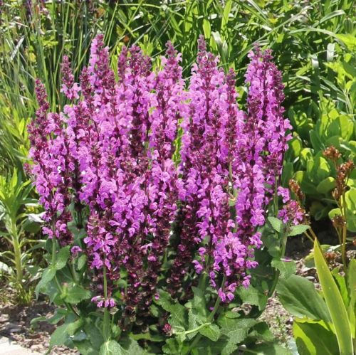 Ligeti zsálya - Salvia nemorosa 'Royal Magenta' 