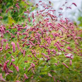   Őszi vérfű -  Sanguisorba officinalis 'Pink Tanna'