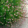 Őszi vérfű -  Sanguisorba officinalis 'Pink Tanna'