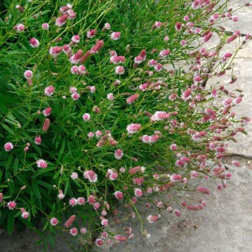 Őszi vérfű -  Sanguisorba officinalis 'Pink Tanna'