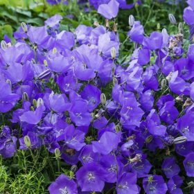   Kárpáti harangvirág - Campanula carpatica ‘Pearl Blue’